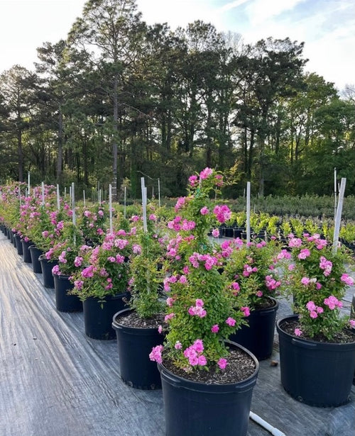 Peggy Martin Rose — 3 Gallon