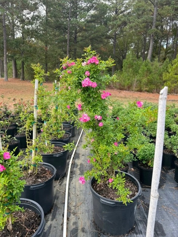 Peggy Martin Rose — 3 Gallon
