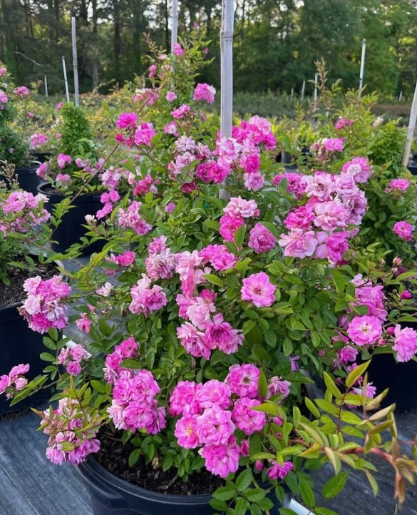 Peggy Martin Rose — 3 Gallon